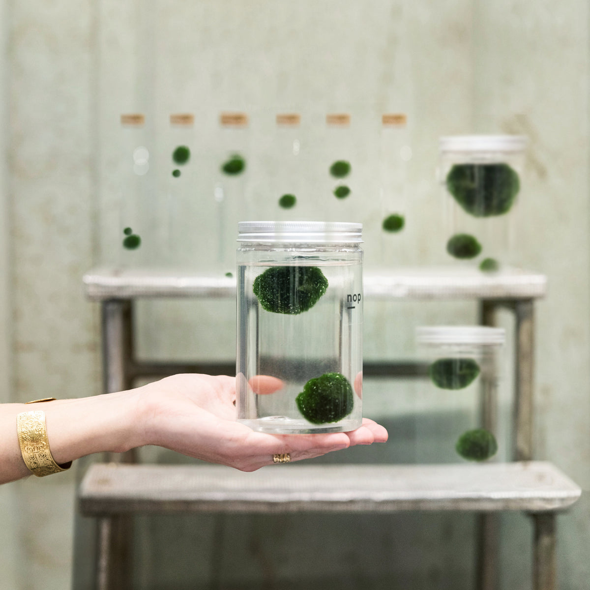 Marimo – NopOnlyPlants